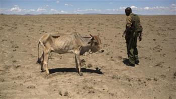 التغير المناخي يهدد الحياة البرّية في كينيا وينذر بكارثة وطنية 