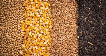 تدني إنتاج محاصيل الحبوب في شمال نيجيريا بسبب انقطاع الأمطار
