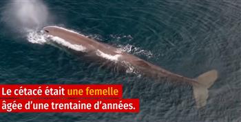 ظاهرة نادرة الحدوث.. نفوق أنثى حوت يبلغ طولها 19 مترا في مياه فرنسا (فيديو)