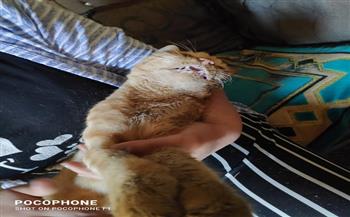 استخدمت «سم الفئران».. محضر يتهم مسيدة فى حدائق الأهرام بقتل 20 قطة