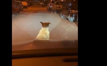 شاهد.. فيديو طريف يرصد كلبا وهو يمنع سيارة من المرور في القاهرة