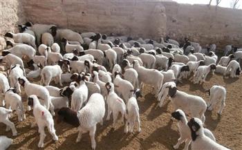 الزراعة والتضامن توزعان مشروعات الأغنام على مستفيدات تكافل وكرامة في سيناء