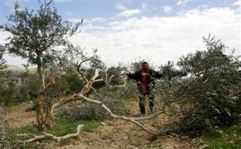 مستوطنون يقطعون 600 شجرة مثمرة فى غرب نابلس