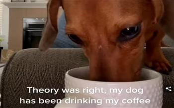 «صاحب مزاج».. كلب ينتهز فرصة غياب مالكه ويشرب قهوة (فيديو)