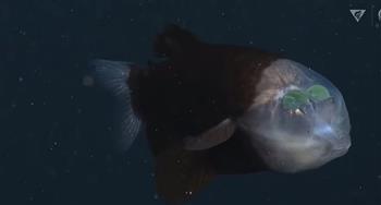 في اكتشاف مثير.. العثور على سمكة تشبه الكائنات الفضائية بكاليفورنيا (فيديو)