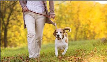 دراسة: التنزه مع الكلاب يقلل التوتر ويحسن الصحة النفسية  