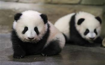 بعد أربعة أشهر من ولادتهم.. توأم  «الباندا» يستقبل زوار حديقة « بوفال» الفرنسية 