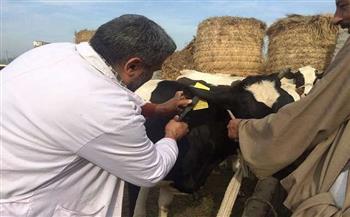 «بيطري الشرقية»: تحصين 221 ألف و 223 رأس ماشية ضد مرض الحمى القلاعية
