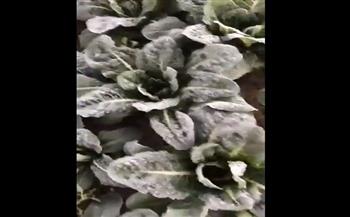 «بسبب الطقس».. المحاصيل تتحول من اللون الأخضر إلى الأبيض (فيديو)