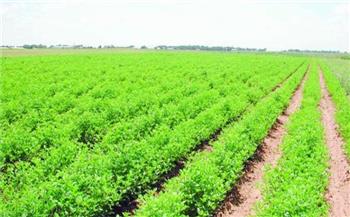 "زراعة الوادى الجديد": الفترة الحالية تعد أزهي عصور التنمية الزراعية لتحقيق التنمية المستدامة
