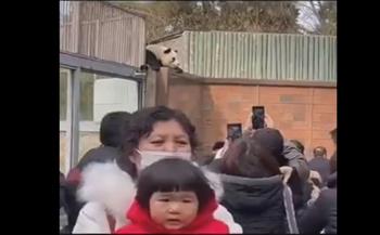 شعر بالملل.. دب باندا يقفز من فوق سور حديقة حيوان في الصين (فيديو)