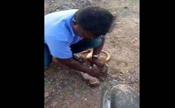 بالإنعاش الرئوي.. هندي ينقذ حياة قرد عضّته الكلاب (فيديو)