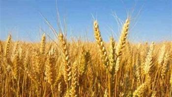 زراعة الوادي الجديد: محصول القمح الشتوي خال من الإصابات