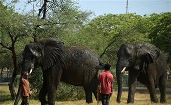 صدمة فى حديقة حيوان باكستانية بسبب "فيل" اعرف السبب