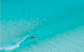 على طريقة المحترفين.. أسد بحر يتزلج على الأمواج بشكل مذهل (فيديو)