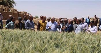 «زراعة الوادي الجديد»: متابعة محصول القمح الشتوي لضمان عدم ظهور إصابات