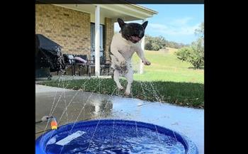 كلب ينشر السعادة فى أستراليا باللعب فى الماء (فيديو)