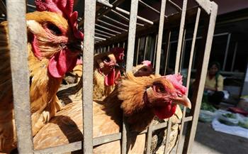 اكتشاف بؤرة لإنفلونزا الطيور في مزرعة بالجولان المحتل