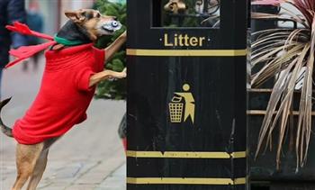 كلبة صديقة للبيئة.. «ميلي» تنظف شوارع بريطانيا