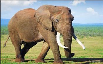 في مشهد غريب.. «فيل» يخرج من حديقة الحيوان ويعطل حركة المرور بتايلاند