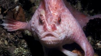 سمكة نادرة وردية اللون "ذات يدين" تظهر في أستراليا بعد 22 عاما من الاختفاء