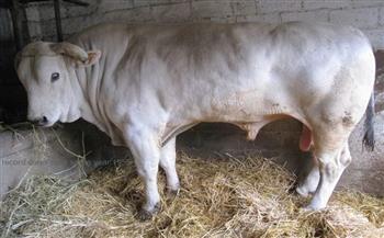أبرز المعلومات عن «كيانينا».. أكبر سلالة من الماشية المستأنسة في العالم