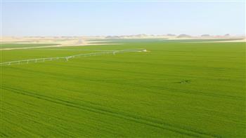 «الزراعات الصحراوية»: «توشكى» يسهم في تحقيق اكتفاء ذاتي من المحاصيل الاستراتيجية