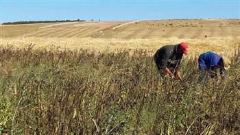 "زراعة دمياط": الانتهاء من زراعة 22 ألف فدان من القمح عالي الإنتاج