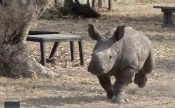 الحياة حلوة.. لحظة مبهجة لصغير وحيد القرن يقفز فرحًا بمنزله الجديد (فيديو)