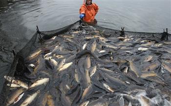 رئيس «الثروة السمكية» يوضح فوائد قرار وقف الصيد بالبحيرات ثلاثة أشهر