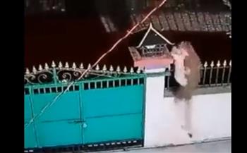 نمر يخطف كلب حراسة ويقفز به من أعلى سور أحد المنازل (فيديو)