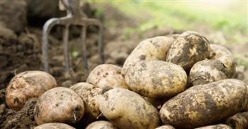 الأحد.. «الزراعة» تنظم تدريبًا حول إجراءات خلو تقاوي البطاطس من الأمراض