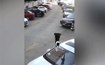 «القطة الشقية» سرقت اللحوم وحطمت زجاج السيارة.. (فيديو)