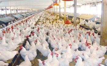 إعدام أكثر من 600 ألف دجاجة فى فرنسا لاحتواء إنفلونزا الطيور
