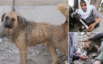 لسبب لا يُصدّق.. كلاب تدخّن الهيروين في شوارع أفغانستان