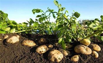 الزراعة: 644 ألف فدان مساحة المناطق الخالية من العفن البني في البطاطس