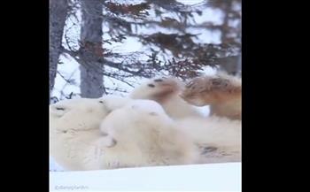 لقطات مبهرة تفيض بالسعادة.. دبّة قطبية تداعب طفله وسط الثلوج (فيديو)