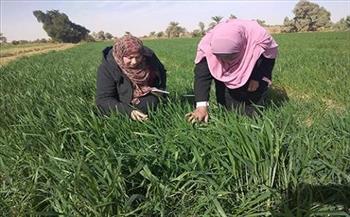 زراعة الوادي الجديد : المرور على زراعات القمح بمراكز المحافظة الخمس