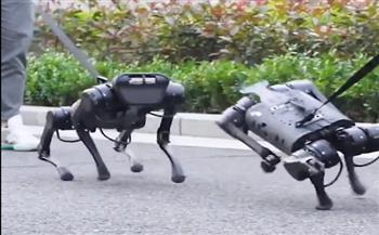 تشبه الحقيقية وذات مزايا خارقة.. روبوتات على هيئة كلاب تجوب شوارع الصين (فيديو)
