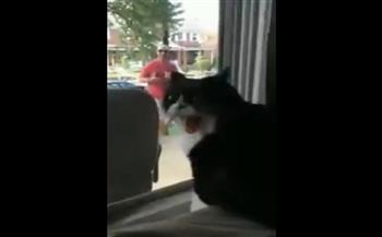  الغيرة تصيب قطة وجدت صاحبها مع كلبه الجديد.. (فيديو) 