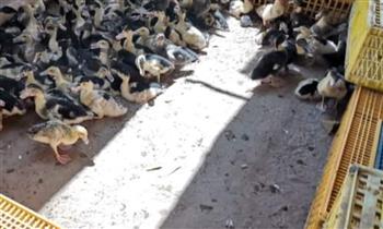 ضبط 7 طيور بجع بمحال أسماك غير مرخصة في السويس