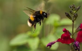 يتشابه مع البشر.. دراسة تكشف معلومات غريبة عن النحل الطنان 