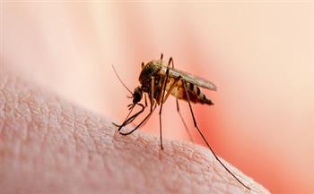 الملاريا المتحورة تفتك بإفريقيا.. تعرف على أعراض الإصابة بها