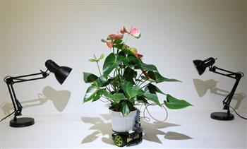 اكتشاف أنظمة روبوتية تتواصل مع النباتات