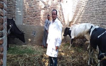 حملة بيطرية لتحصين الماشية ضد مرض الجلد العقدي وجدري الاغنام بالأقصر