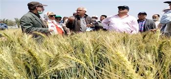 وزير الزراعة: محصول القمح يبشر بالخير هذا العام 