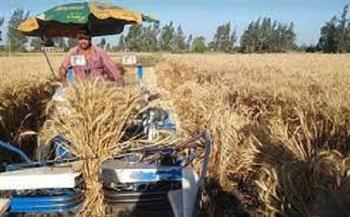 وكيل "زراعة دمياط ": حصاد 3 آلاف فدان من القمح وتوريد 31.5 طن إلى المطاحن
