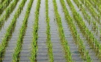 رئيس قطاع الإرشاد الزراعي: خطة طموحة للتوسع في الأصناف الجديد للأرز