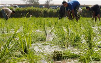 الزراعة تكشف تفاصيل موسم الأرز الجديد.. أصناف موفرة للمياه بإنتاجية عالية