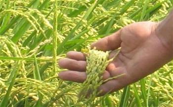 مليون فدان للأرز بالموسم المقبل.. والزراعة تستعد بأصناف سلالات موفرة للمياه